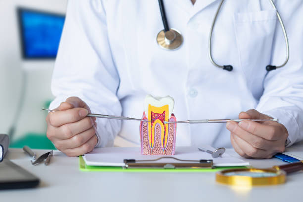 Best Knocked-Out Tooth (Avulsed Tooth) Treatment in Olympia, WA